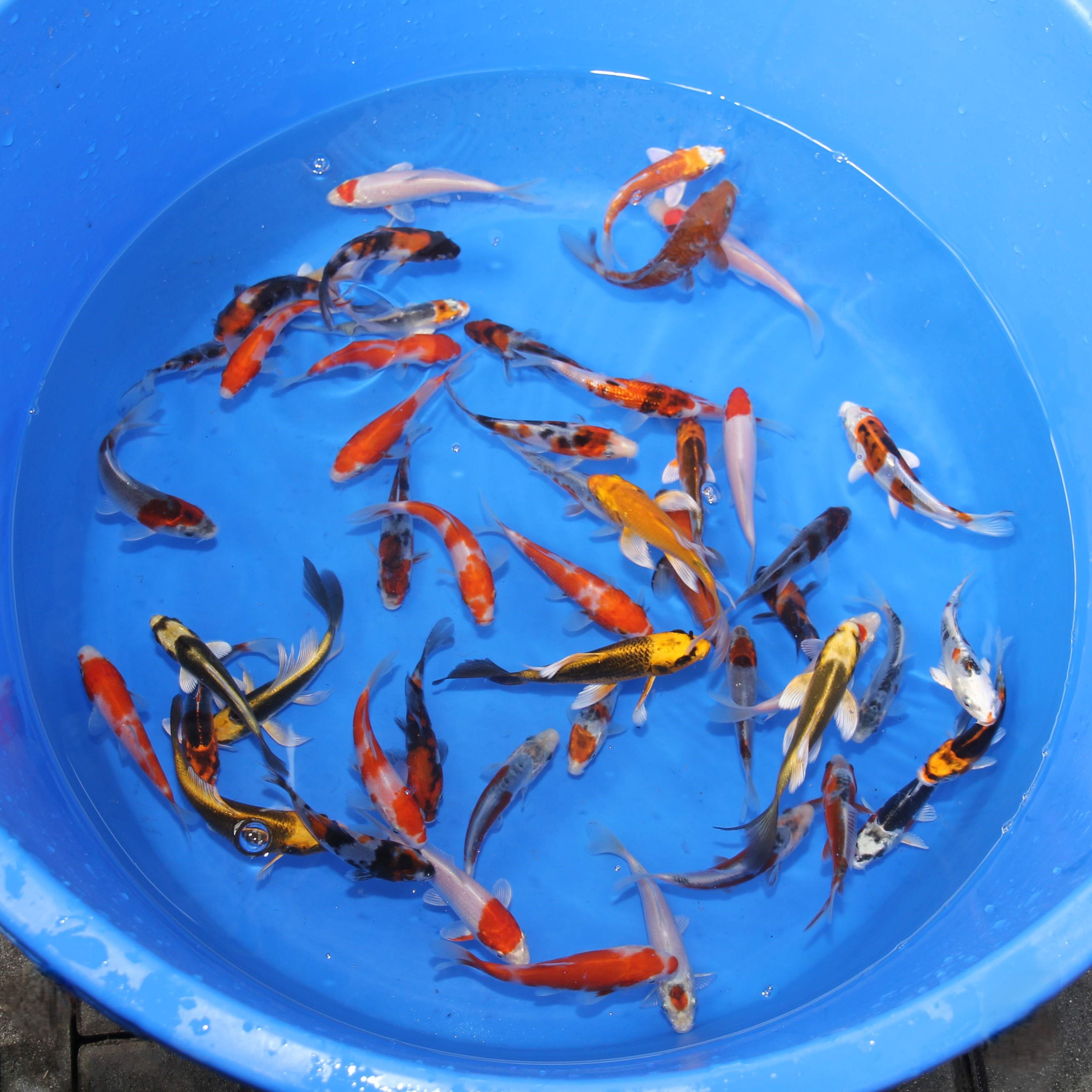 Tosai Tateshita mix, 10-20 cm