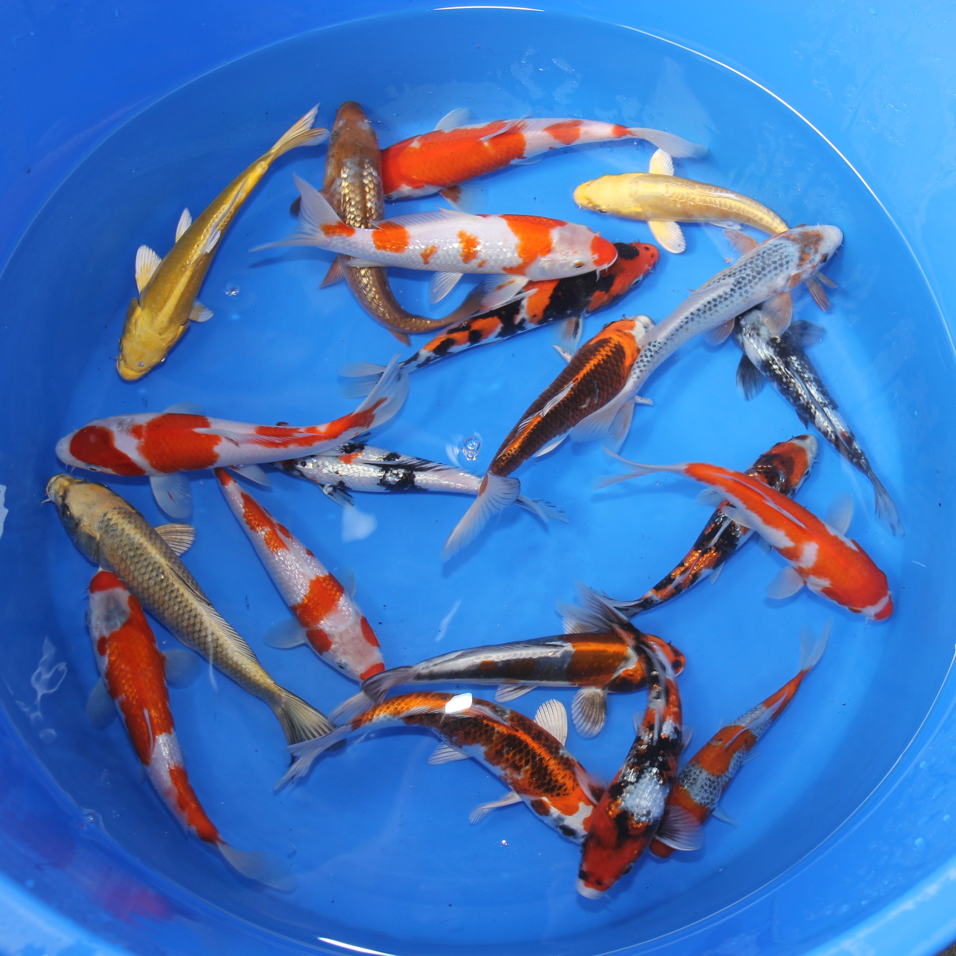 Nisai Tateshita 18-25 cm