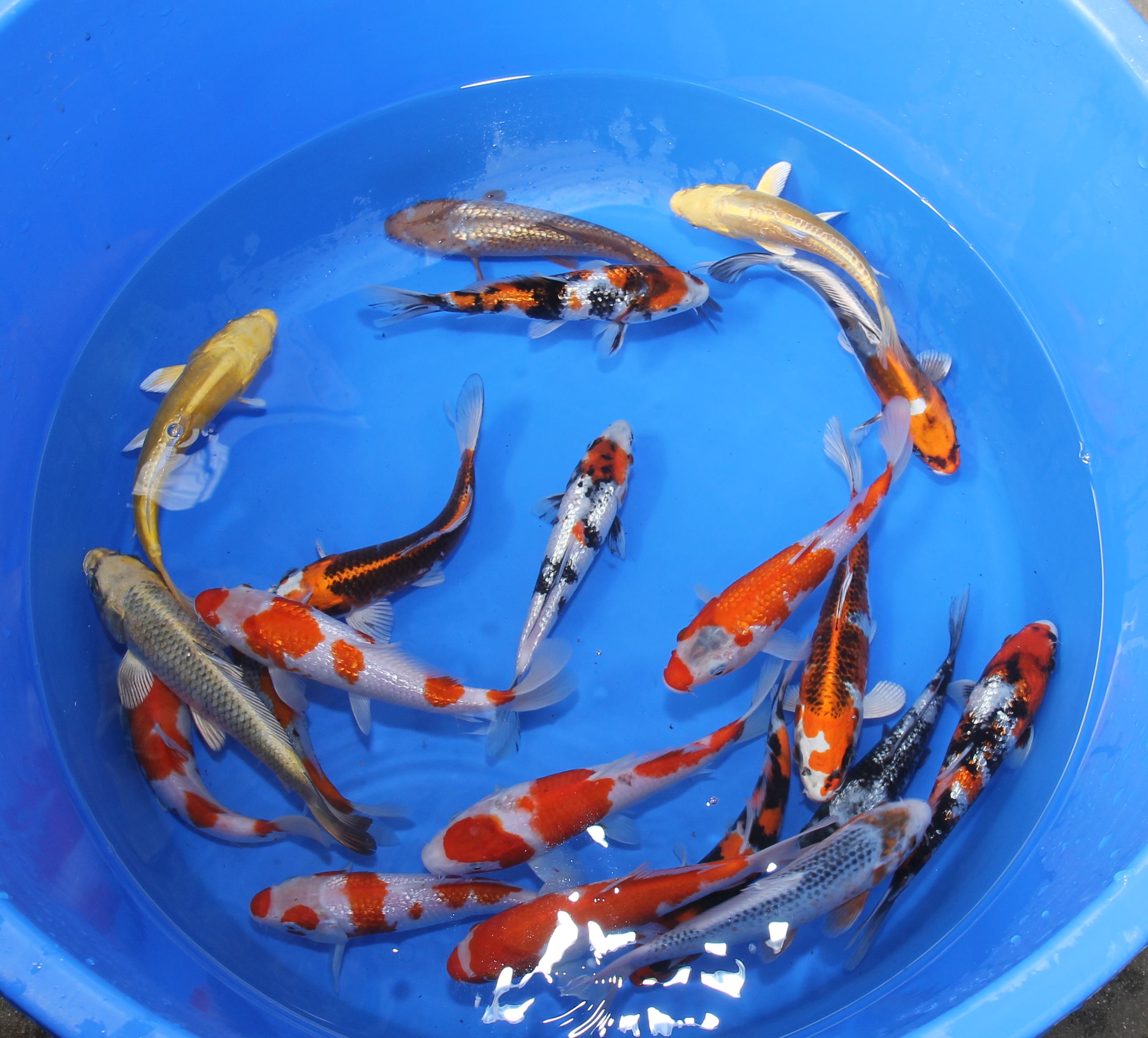 Nisai Tateshita 18-25 cm