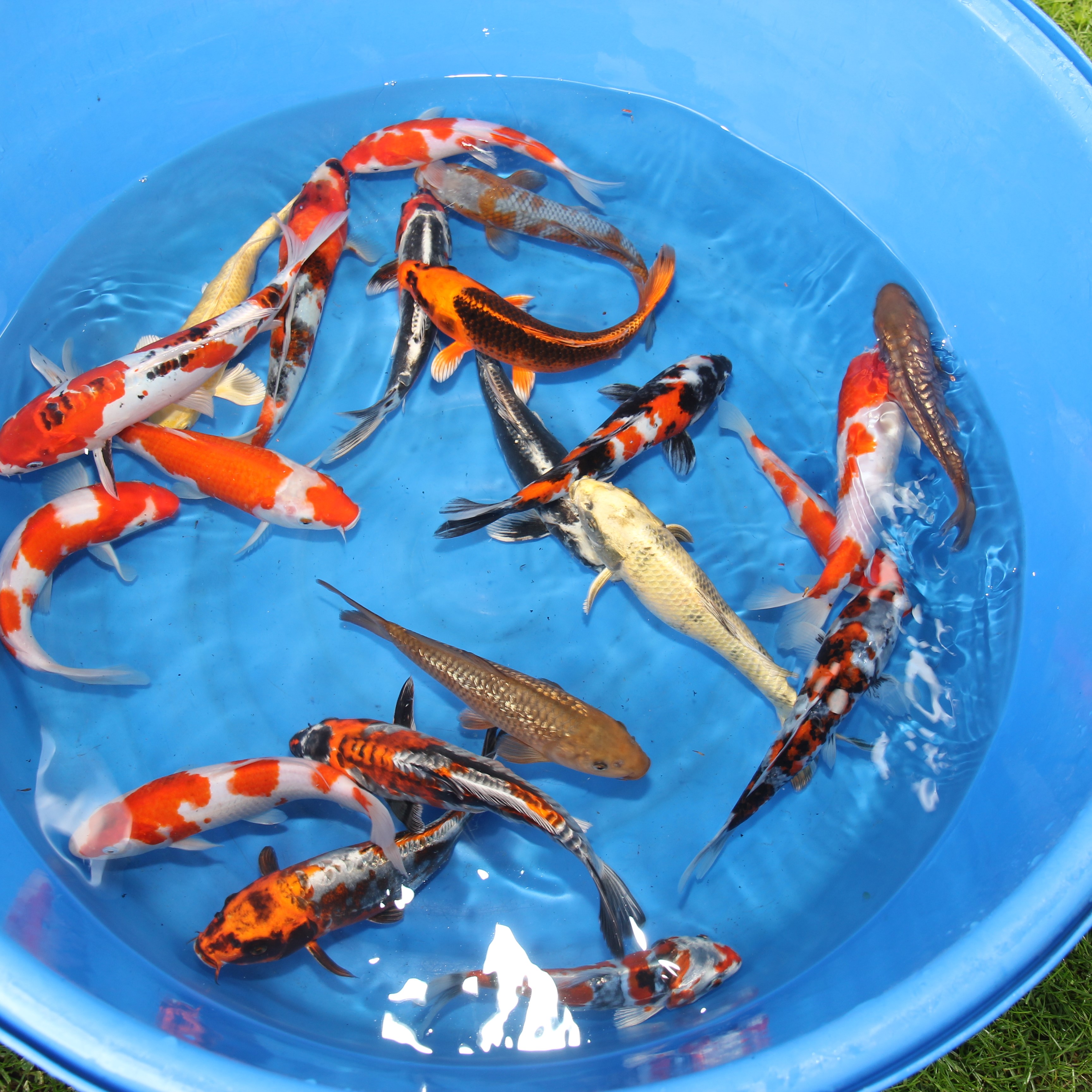 Nisai Tateshita 25-35 cm