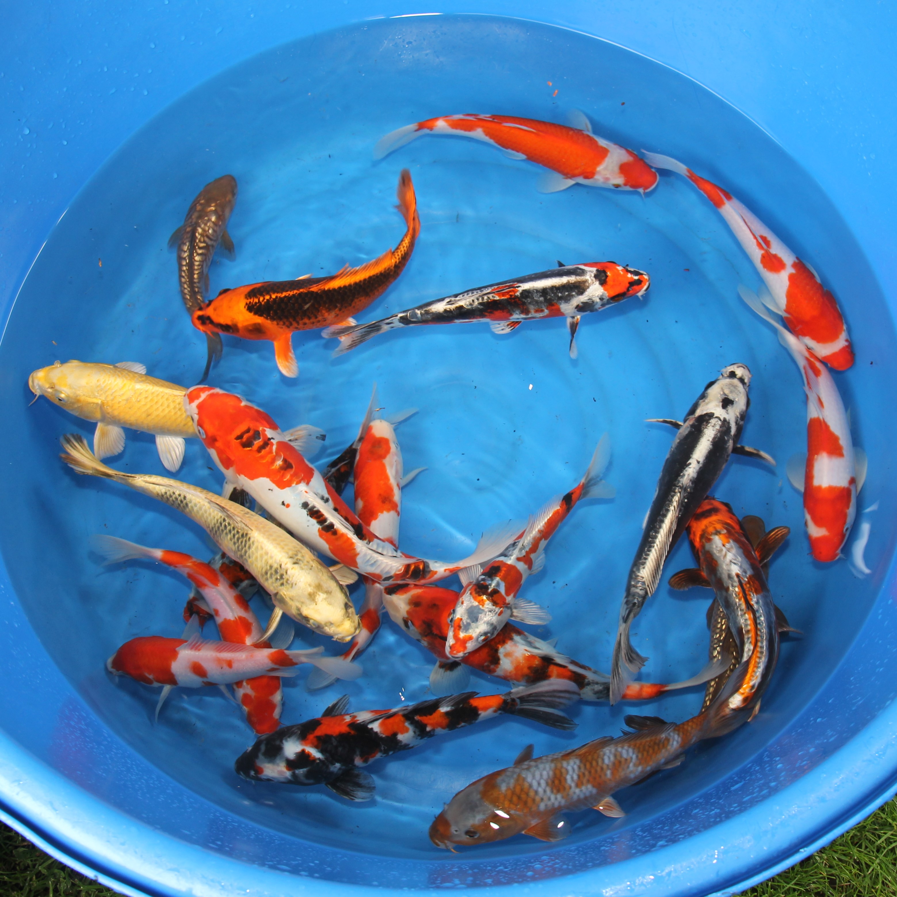 Nisai Tateshita 25-35 cm