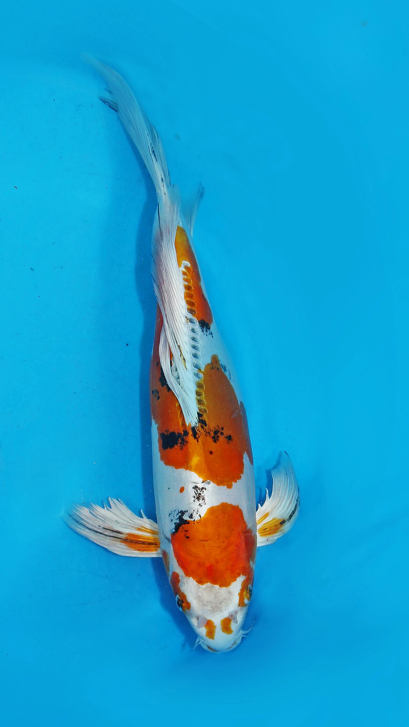 LF D. Yamato Nishiki